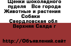 Щенки шоколадного пуделя - Все города Животные и растения » Собаки   . Свердловская обл.,Верхняя Салда г.